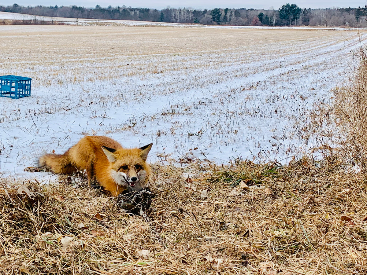 June's Predator Frenzy Lure - Red Fox Gland Lure