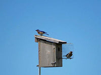 Bird House Wire Entrance Predator Guard-Trap Shack Company
