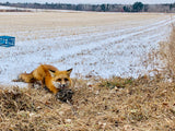 Wicked Vixen Fox Gland Lure-Trap Shack Company