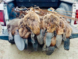 Mud Shovel Beaver Castor Lure-Trap Shack Company